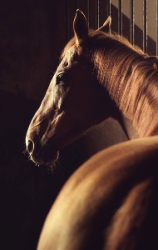 Equine