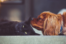 Pet